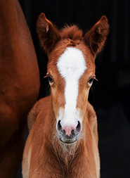 Screenshot 2025-04-21 at 4.49.01 PM.png