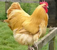 _buff_orpington_rooster__2289965__.webp