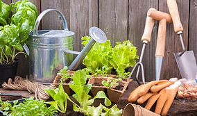 gardening for beginners.jpg