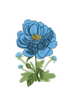 Peony in blue
