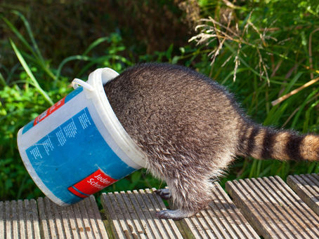 A Funny Raccoon and Why We Do So Many Cleanups