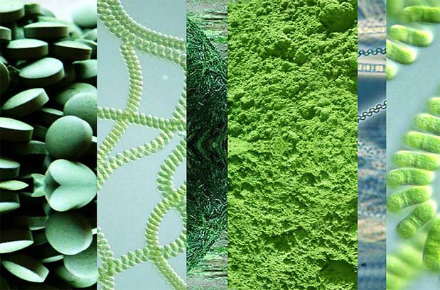 Spirulina