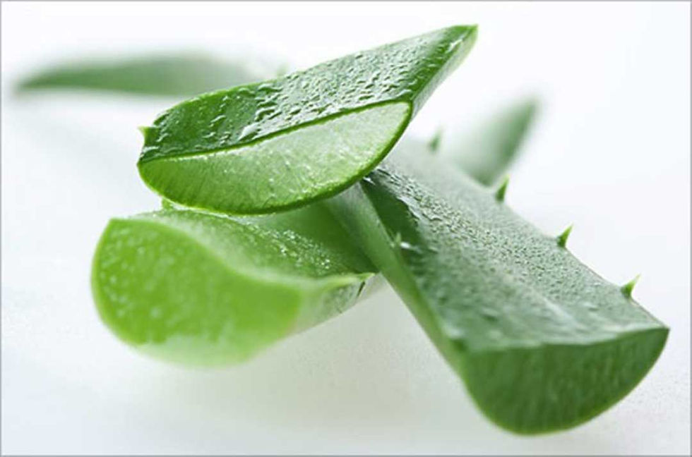 Batang / Daun Aloe Vera