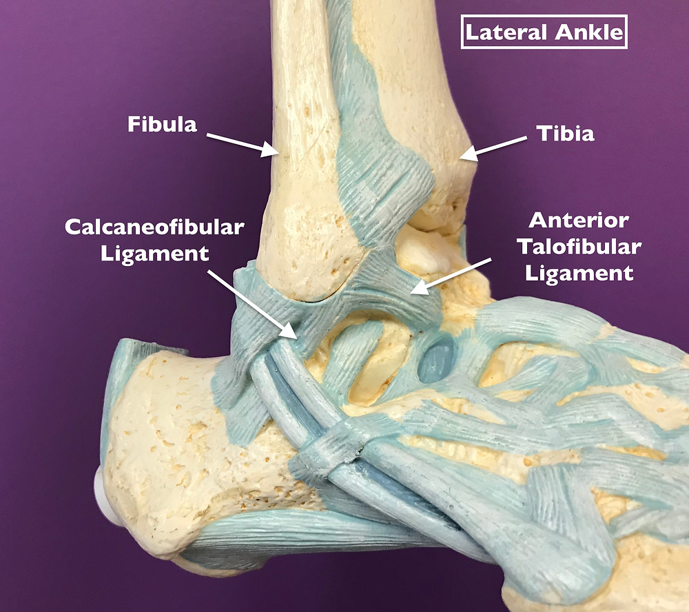 Inside Ankle Anatomy Ligaments At Harry Gutierrez Blog Inside Ankle Anatomy Ligaments At Harry Gutierrez Blog