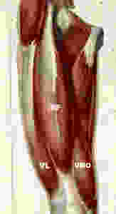 Quadriceps