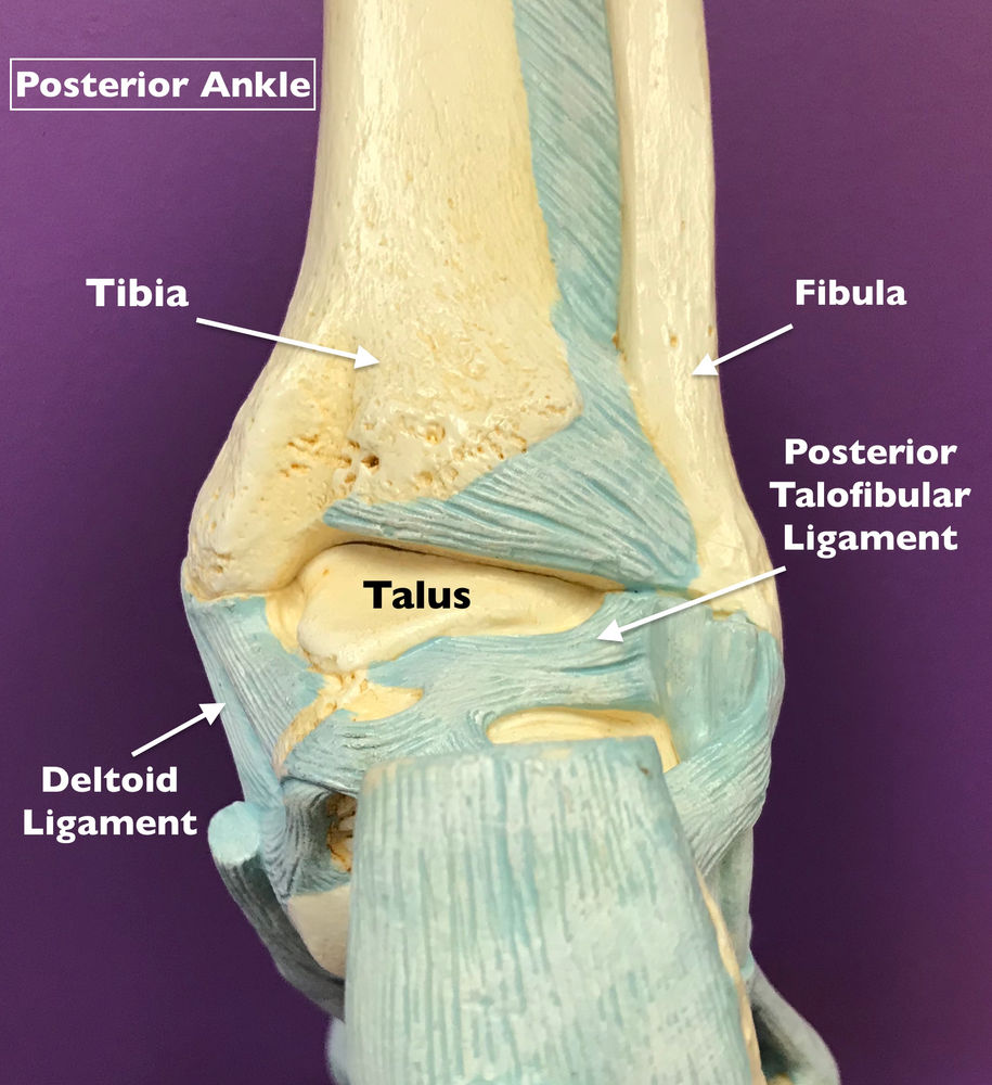 What Exactly is Ligament Damage in the Ankle?