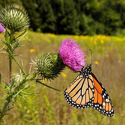 Monarch butterfly on a thistle flower in a field.