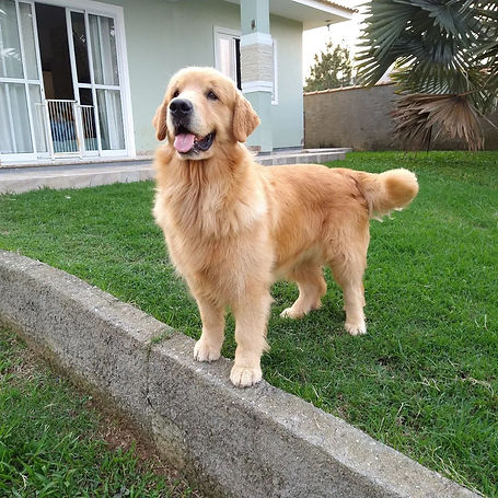 filhote de golden retriever, santa catarina, sc, florianopolis