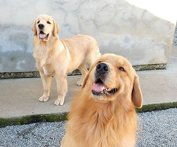 Tal pai, tal filha... Bentley e Flower(5