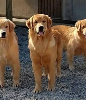 filhote de golden retriever, santa catarina, sc, florianopolis