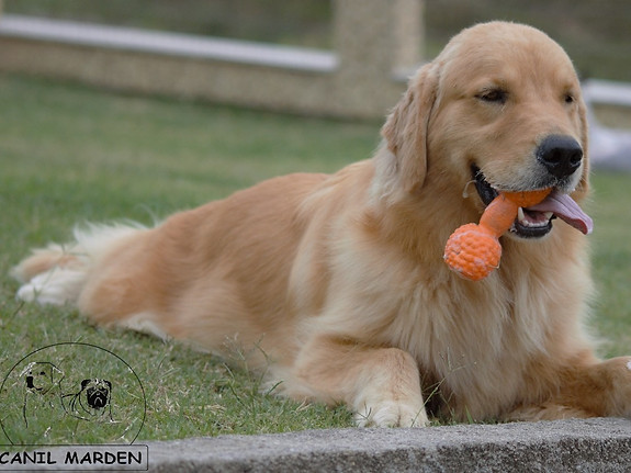 Canil de golden retriever, canil de Pug, Florianopolis, Santa Catarina  filhote