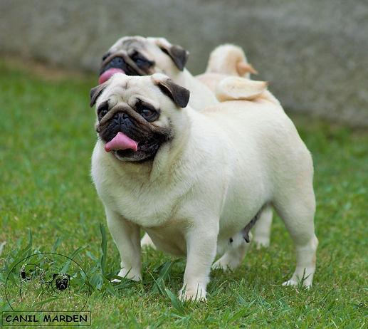 canil de pug, canil de golden retriever, santa catarina, parana, joinvile, criciuma, florianopolis, curitiba, balneario camboriu, porto alegre, rio grande do sul