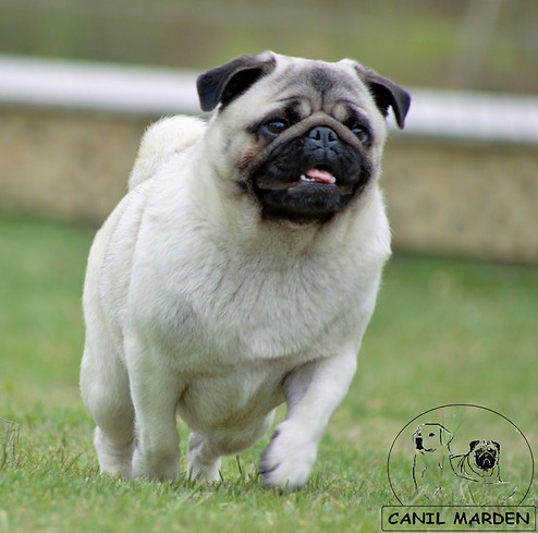 canil de pug, canil de golden retriever, santa catarina, florianopolis, filhotes