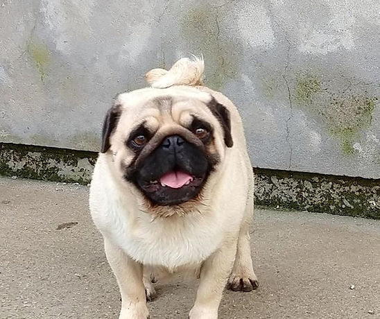 filhote, pug, florianopolis, santa catarina, canil