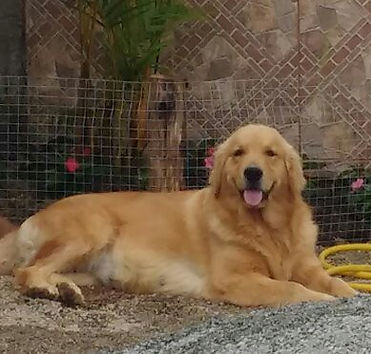 Canil de golden retriever, canil Pug, Florianopolis, criciuma, filhote