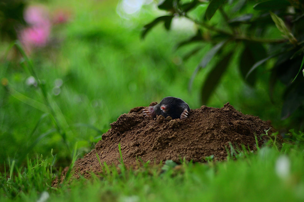 siebeckdotcom-mole-5385964.jpg