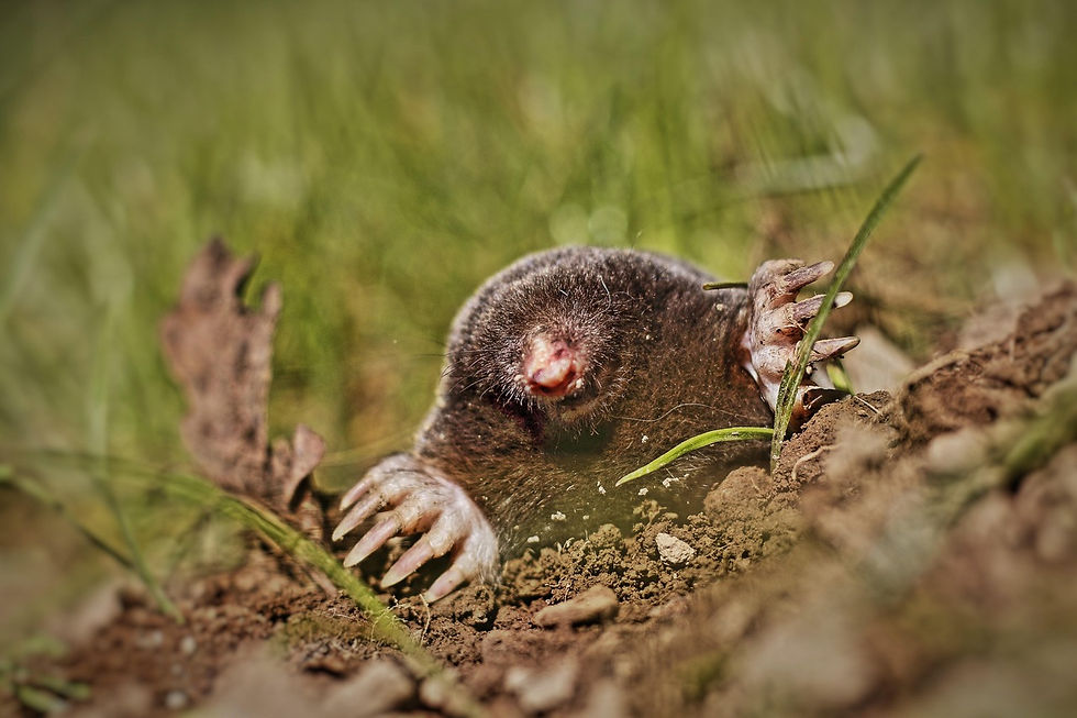 faq-mole-surface.jpg