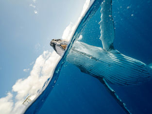 Decoding the Deep: AI's Quest to Translate Whale Communication