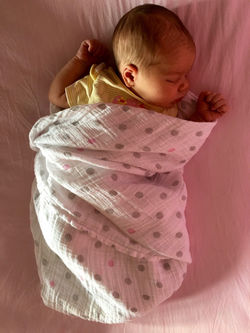 Josephine Rose