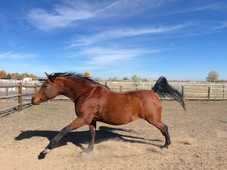 Thumbnail: Sponsor a Horse!