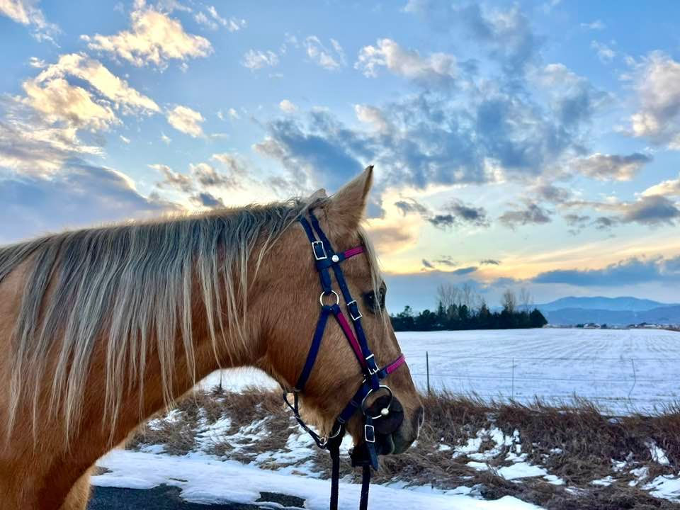 Thumbnail: Sponsor a Horse!