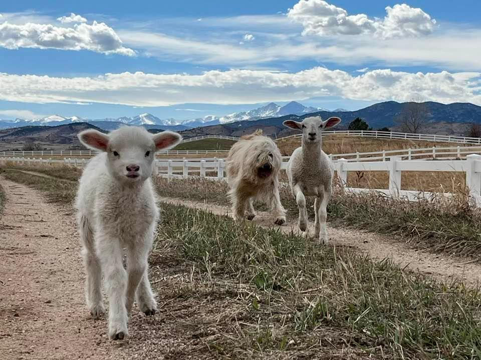 Thumbnail: Sponsor a Goat!