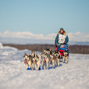 Alaskan Dog Sled Races: A Spectator’s Guide