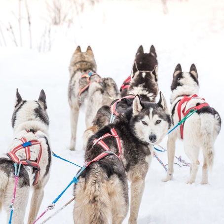 Why Choose Arctic Dog Adventure Co. for Your Dog Sledding Experience