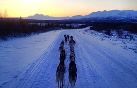 Fairbanks Dog Sledding Tour