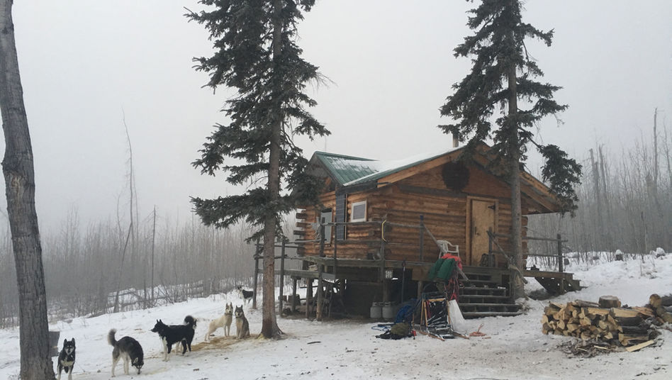 Huskies outside tolovana hotsprings cabins