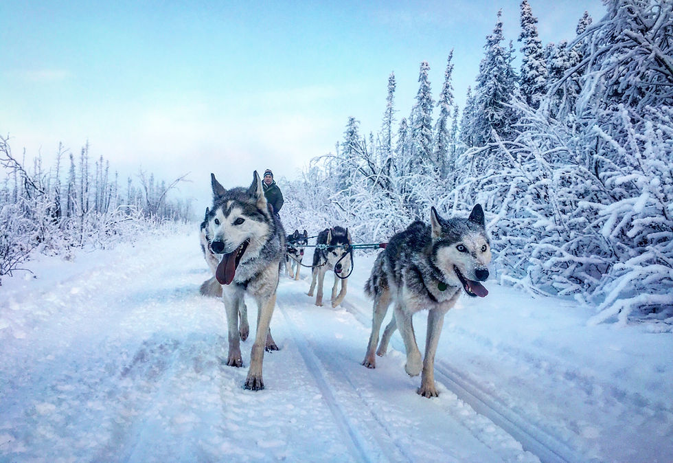 Siberian Huskies pulling a dog sled in winter
