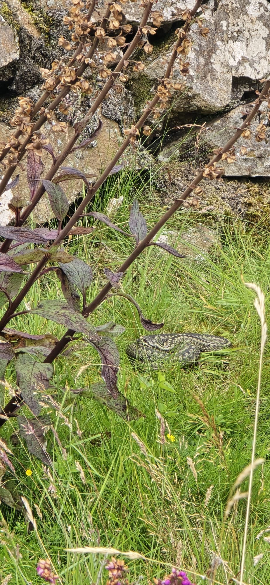 Adder