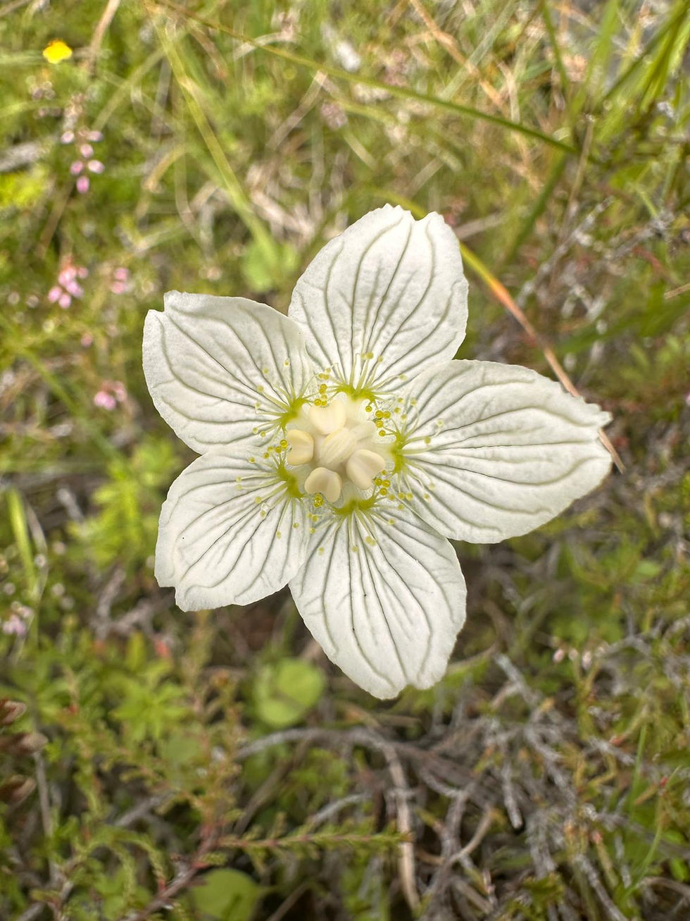 Grass-of Parnassus