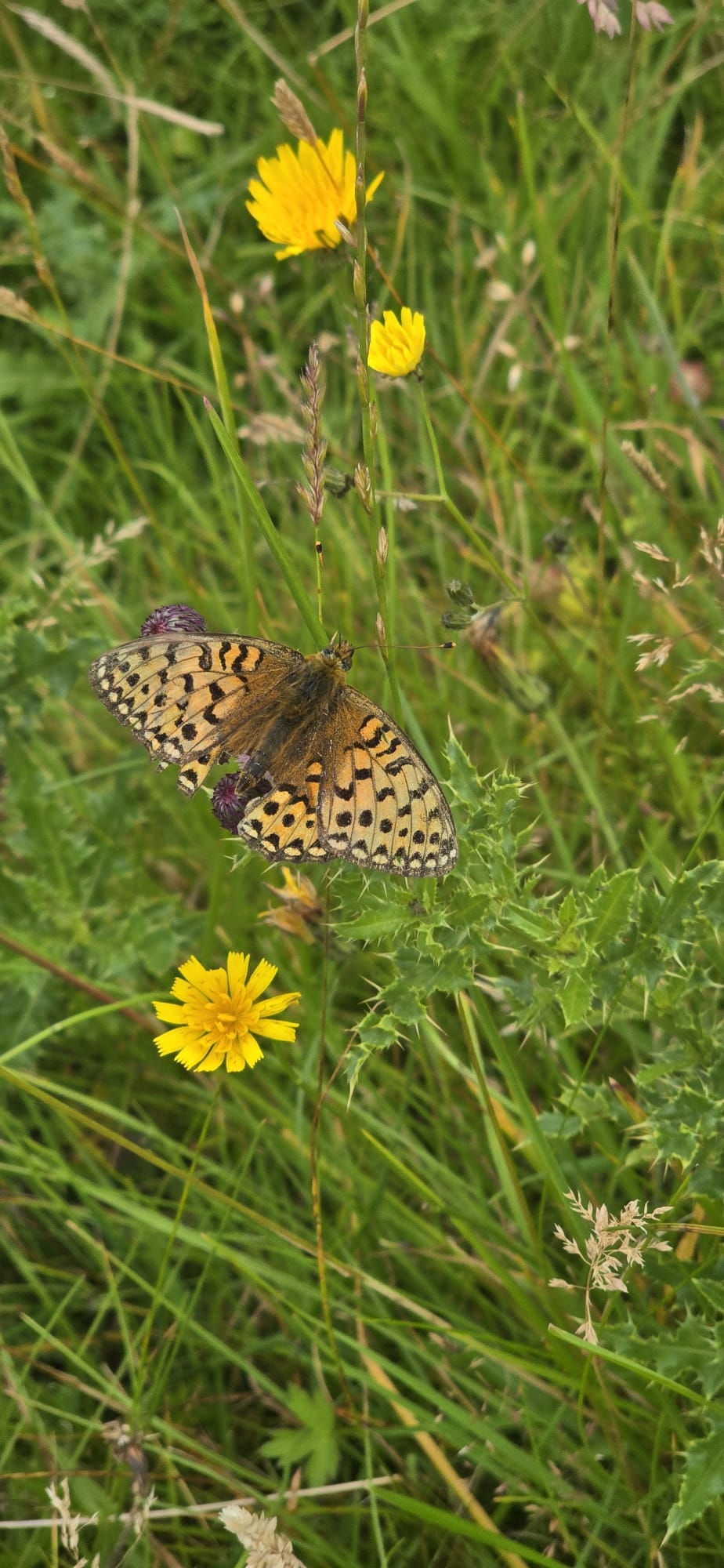 Small pearl borded Fritillary