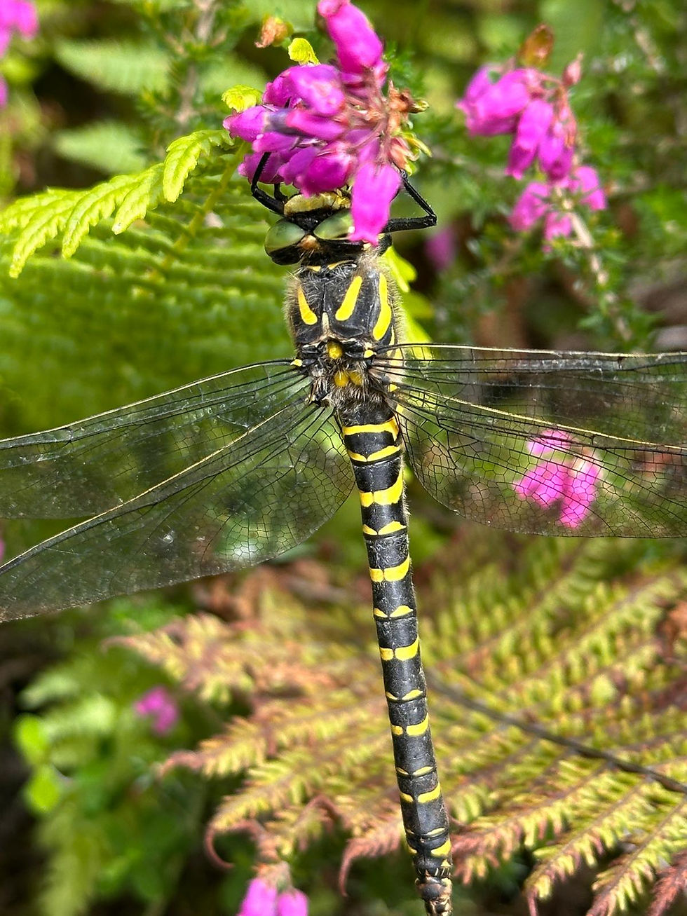 Golden ringed dragonfly