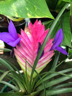 Tillandsia Paradise