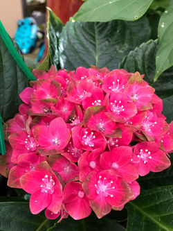 hydrangea watermelon
