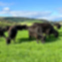 Beef-2_edited.jpg