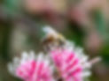 hakea-honey.jpg