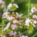 bee-on-thryptomene.jpg