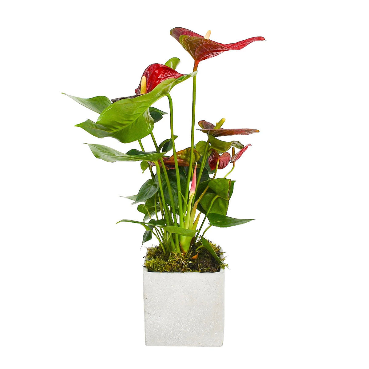 UK | Potted Red Anthurium