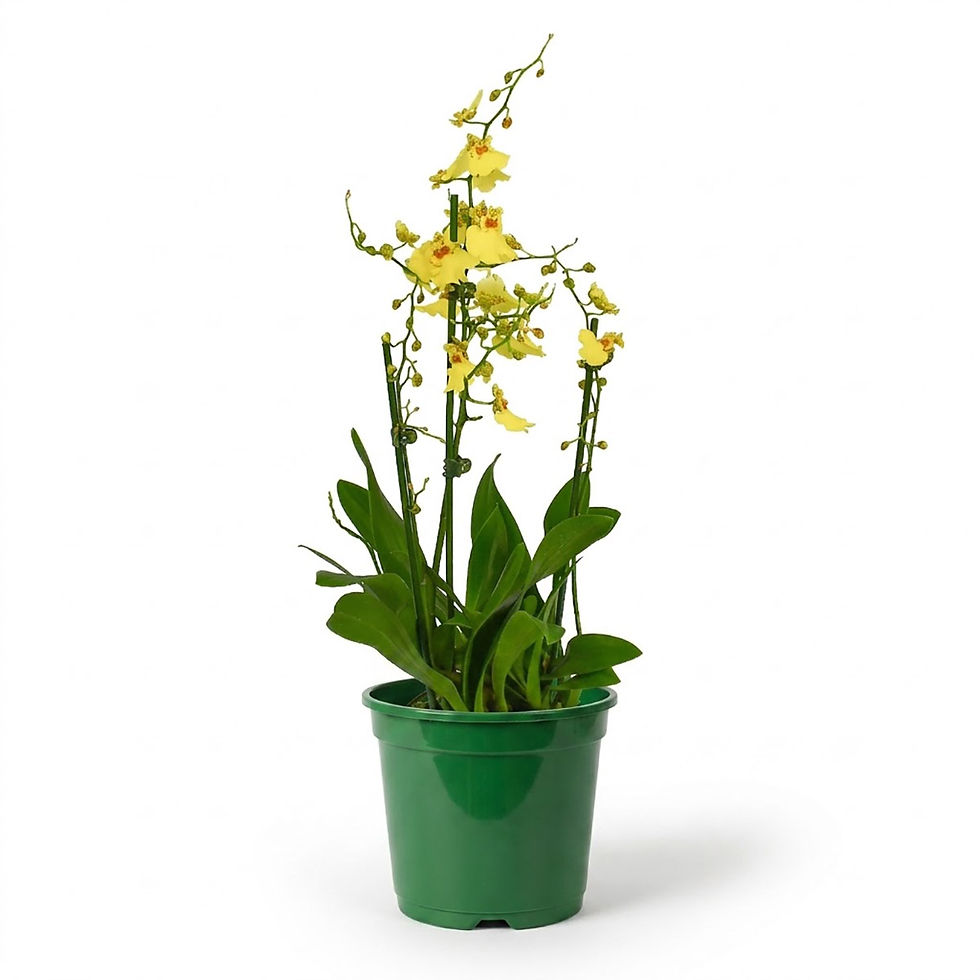 Thumbnail: UK | Potted Oncidium Orchid