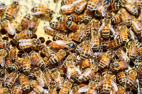 bees-on-hive.jpg