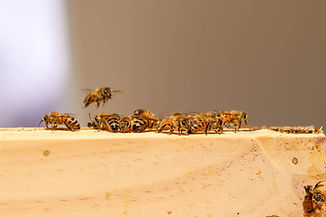 bees-on-timber.jpg
