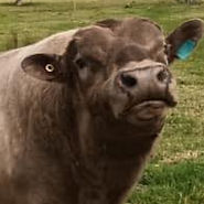 cattle-single-02_edited.jpg