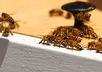 honey-hardware.jpg