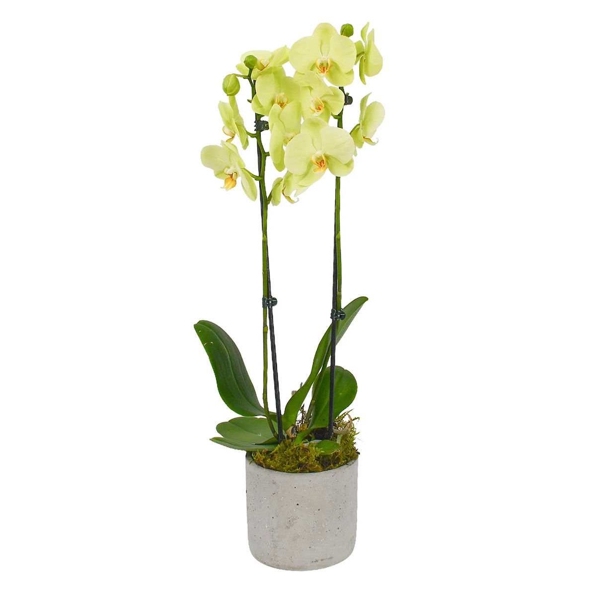 UK | Potted Lime Green Phalaenopsis Orchid