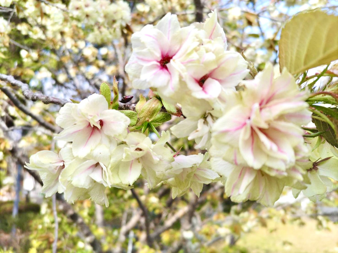 家康公の駒繋ぎの桜
