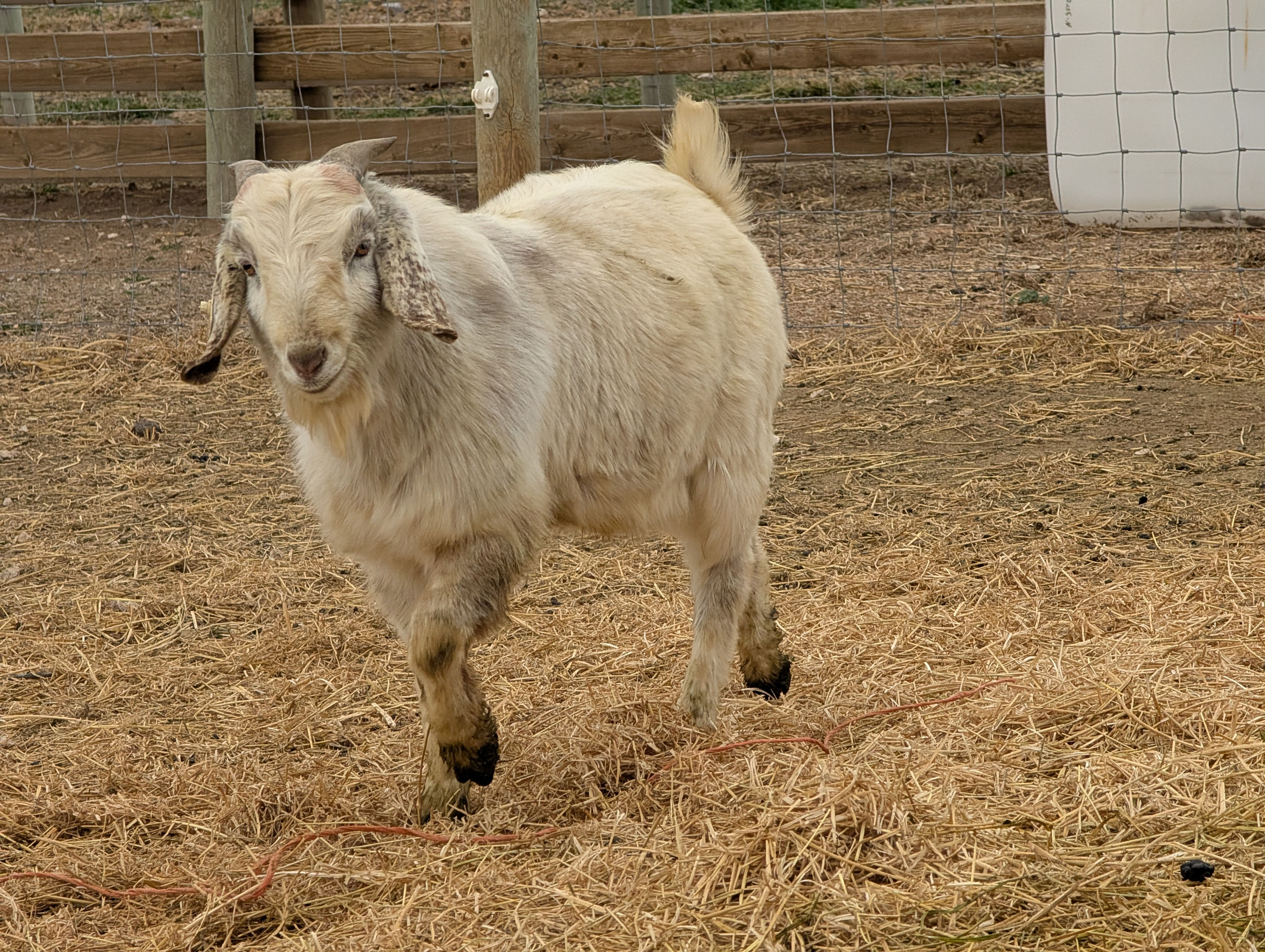 Commercial meat goats