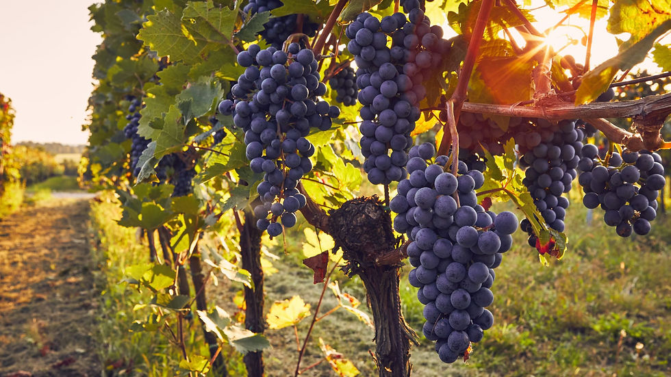 vines with fresh grapes